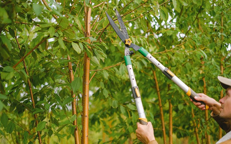 Tree trimming in Annawan, IL